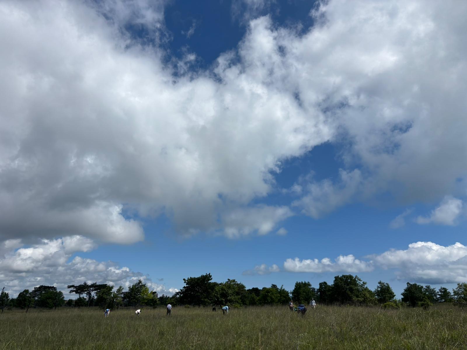 Prairie